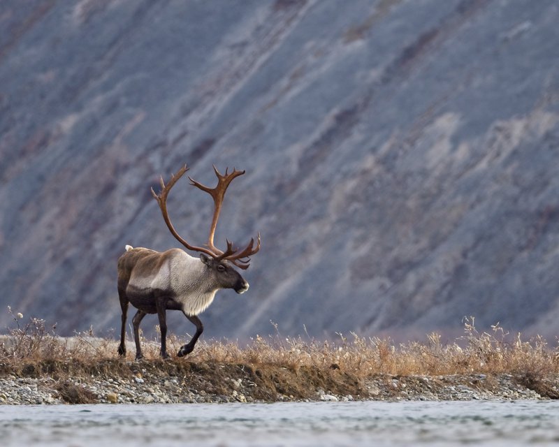 Jay Fransen PC Bull Caribou Ivvavik