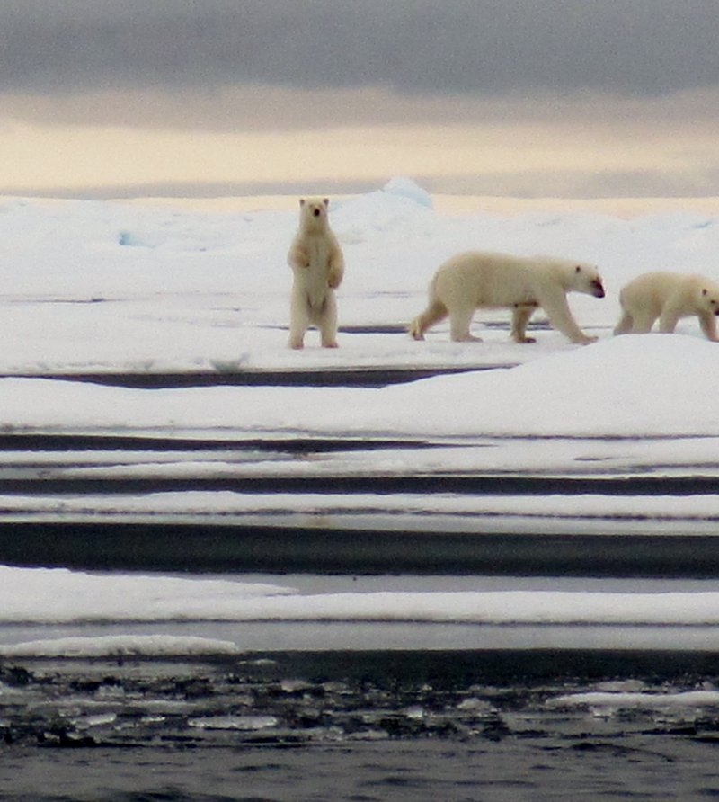 John Lucas Jr. Polar bear standing up