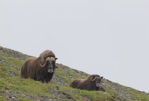 Ivvavik Muskox