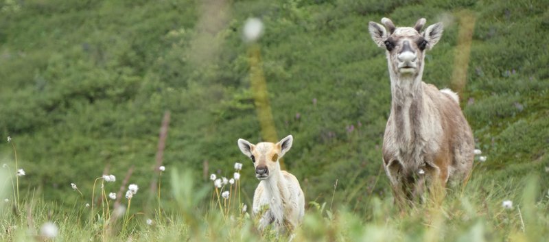 2023 - Will Hein - Porcupine Caribou cropped lengthwise